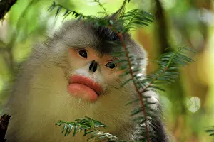 Rhinopithecus: Yunnan Snub-nosed Monkey / Black Snub-nosed Monkey