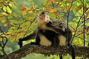Rhinopithecus: Yunnan Snub-nosed Monkey / Black Snub-nosed Monkey