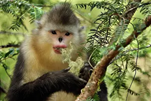 Rhinopithecus: Yunnan Snub-nosed Monkey / Black Snub-nosed Monkey