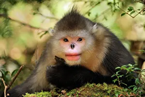 Rhinopithecus: Yunnan Snub-nosed Monkey / Black Snub-nosed Monkey
