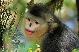 Rhinopithecus: Yunnan Snub-nosed Monkey / Black Snub-nosed Monkey