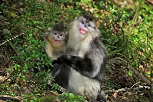 Rhinopithecus: Yunnan Snub-nosed Monkey / Black Snub-nosed Monkey