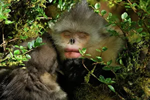 Rhinopithecus: Yunnan Snub-nosed Monkey / Black Snub-nosed Monkey