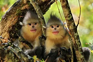 Rhinopithecus: Yunnan Snub-nosed Monkey / Black Snub-nosed Monkey