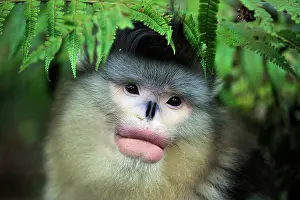 Rhinopithecus: Yunnan Snub-nosed Monkey / Black Snub-nosed Monkey