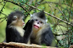 Rhinopithecus: Yunnan Snub-nosed Monkey / Black Snub-nosed Monkey