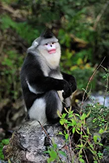 Rhinopithecus: Yunnan Snub-nosed Monkey / Black Snub-nosed Monkey
