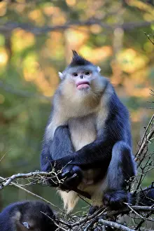 Rhinopithecus: Yunnan Snub-nosed Monkey / Black Snub-nosed Monkey