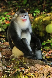 Rhinopithecus: Yunnan Snub-nosed Monkey / Black Snub-nosed Monkey