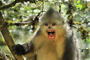 Anger: Yunnan Snub-nosed Monkey / Black Snub-nosed Monkey