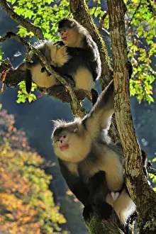 Rhinopithecus: Yunnan Snub-nosed Monkey / Black Snub-nosed Monkey