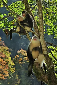 Rhinopithecus: Yunnan Snub-nosed Monkey / Black Snub-nosed Monkey
