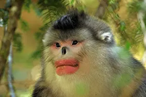 Rhinopithecus: Yunnan Snub-nosed Monkey / Black Snub-nosed Monkey