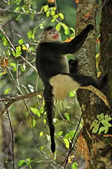 Rhinopithecus: Yunnan Snub-nosed Monkey / Black Snub-nosed Monkey