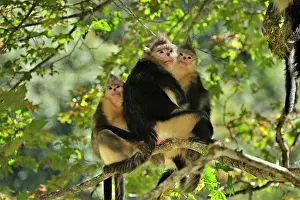 Rhinopithecus: Yunnan Snub-nosed Monkey / Black Snub-nosed Monkey