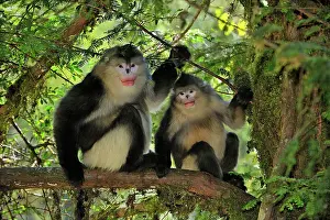 Rhinopithecus: Yunnan Snub-nosed Monkey / Black Snub-nosed Monkey