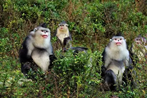 Rhinopithecus: Yunnan Snub-nosed Monkey / Black Snub-nosed Monkey