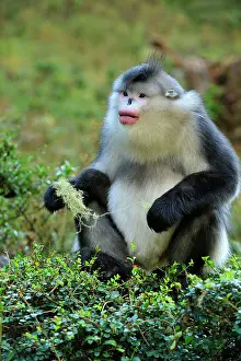 Rhinopithecus: Yunnan Snub-nosed Monkey / Black Snub-nosed Monkey