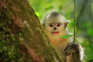 Rhinopithecus: Yunnan Snub-nosed Monkey / Black Snub-nosed Monkey - baby