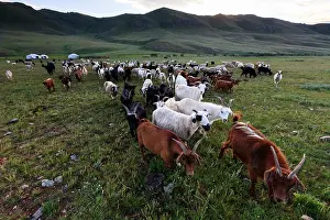 Tent: Yurts and herd of goats - Mongolia Arkhangai