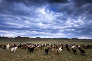 Tent: Yurts and herd of goats - Mongolia Arkhangai