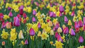 Amaryllidaceae: Zahlreiche Tulpen und Osterglocken, Blumenwiese