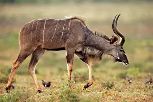Strepsiceros: Zambezi greater kudu (Strepsiceros zambesiensis)