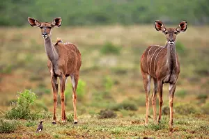Strepsiceros: Zambezi greater kudu (Strepsiceros zambesiensis)