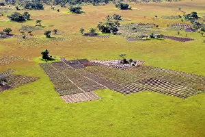Taro: Zambia - Field of Colocasia taro