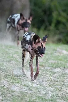 Pack: Zambia, South Luangwa National Park. African wild dog from
