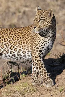 Felinae: Zambia, South Luangwa National Park. Female leopard