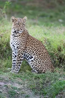 Felinae: Zambia, South Luangwa National Park. Leopard