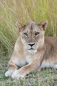 Lioness: Zambia, South Luangwa National Park. Lioness