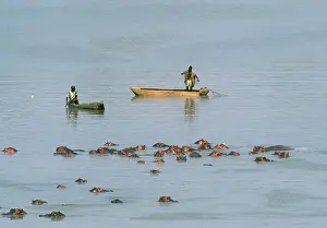 Luangwa: Zambia. South Luangwa National Park on the Luangwa River