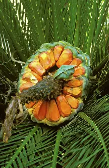 Auscape - Named Photographers: Zamia Palm - female fruit & fronds; found only