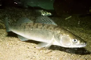 Fins: ZANDER / PIKE PERCH