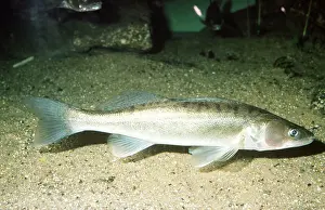 Aquariums: ZANDER / PIKE PERCH - ON RIVER BED