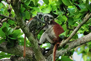 Kirkii: Zanzibar Red Colobus