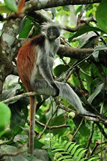 Kirkii: Zanzibar Red Colobus