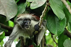 Kirkii: Zanzibar Red Colobus
