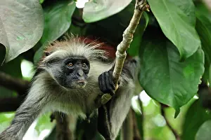 Kirkii: Zanzibar Red Colobus
