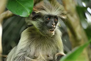 Kirkii: Zanzibar Red Colobus