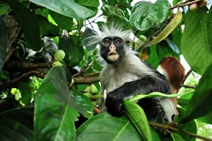 Kirkii: Zanzibar Red Colobus