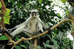 Kirkii: Zanzibar Red Colobus