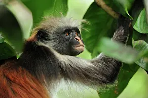 Kirkii: Zanzibar Red Colobus