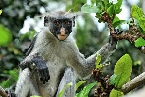 Kirkii: Zanzibar Red Colobus