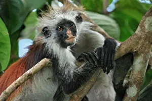 Kirkii: Zanzibar Red Colobus
