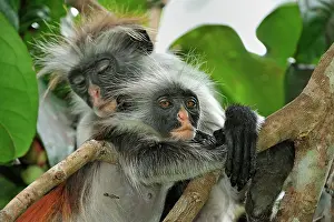 Kirkii: Zanzibar Red Colobus