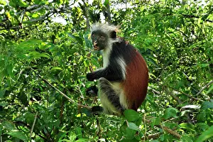 Kirkii: Zanzibar Red Colobus