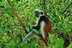 Kirkii: Zanzibar Red Colobus